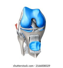 Muscular system and knee joint. Front view. Vector 3D illustration