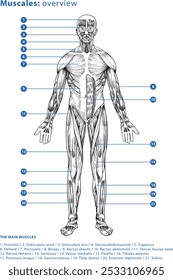 El sistema muscular con notas