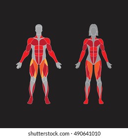Muscular system on a black  background. Human muscles guide. Front view.
