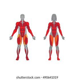 Muscular system on a white background. Human muscles guide. Front view.