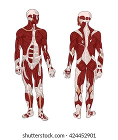The muscular system of the person. Human Type front and rear. Vector.