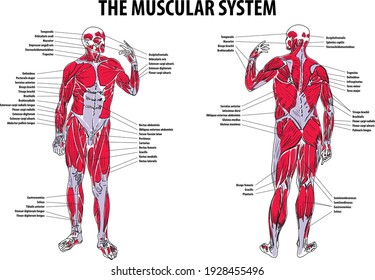 The Muscular System vector illustration 