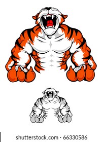 a muscular tiger roars with rage