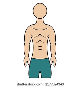 Muscular Torso Of A Man. Color Vector Illustration. Athletic Body Of A Young Man. Unknown Person. Isolated Background. Cartoon Style. Idea For Web Design