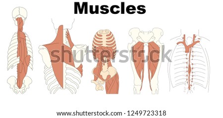 musculature - Medical Education Chart of Biology for Human Body Organ System Diagram. Vector illustration