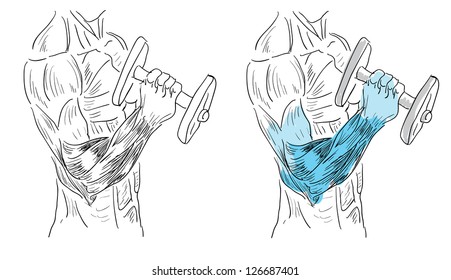 Musculature in work