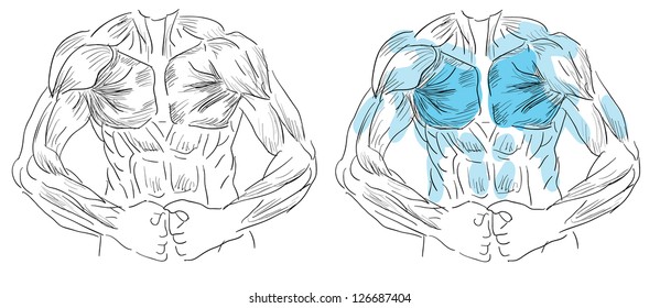 Musculature in work