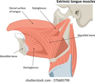 Musculus Chondroglossus