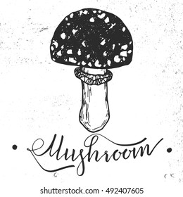Mushroom amanita graphic drawing trace with art lettering 