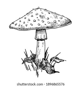 Mushroom amanita growing in forest wildlife. Vintage vector monochrome hatching illustration isolated on white background. Hand drawn design element for label, poster and web