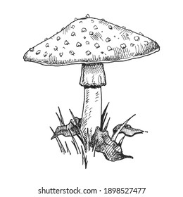 Mushroom amanita growing in forest wildlife. Vintage vector monochrome hatching illustration isolated on white background. Hand drawn design element for label, poster and web