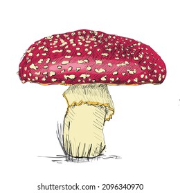 Mushroom Amanita sketch vector illustration. Fly-agaric sketch