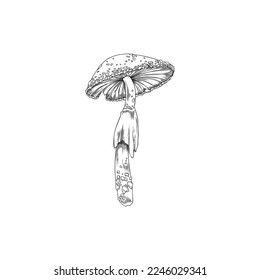 Mushroom amanita vintage monochrome hatching or engraving style vector illustration isolated on white background. Poisonous forest amanita or fly agaric mushrooms.