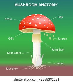 Mushroom anatomy diagram. Scientific infographics vector illustration