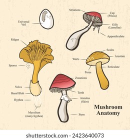 Mushroom Anatomy Fungus Diagram Vector Illustration on Tan