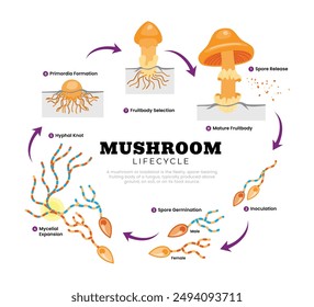 Mushroom anatomy life cycle stages diagram, vector illustration labeled circular scheme. From spore release to inoculation, germination, mycelial expansion and hyphal knot to the primordia formation.