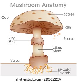 1,954 Mycelium hyphae Images, Stock Photos & Vectors | Shutterstock