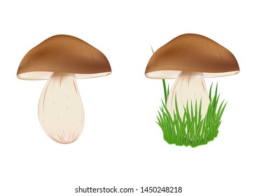 mushroom aspen with a brown hat on a strong leg in the green grass. isolated on white background