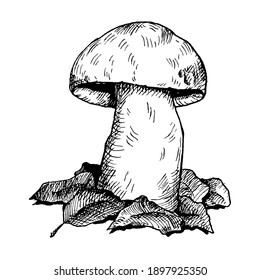 Mushroom boletus edulis growing in forest wildlife. Vintage vector monochrome hatching illustration isolated on white background. Hand drawn design element for label, poster and web