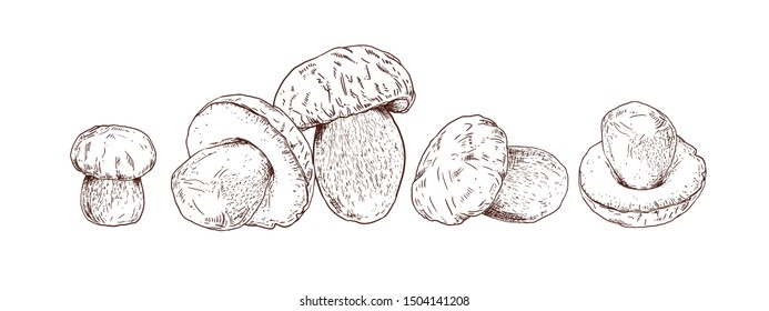 Mushroom boletus hand drawn vector illustration. Sketch food drawing isolated on white background.