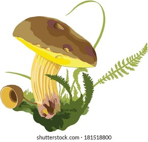 Mushroom (Boletus) - Hand drawn vector illustration of a wild mushroom in natural context on white background. 