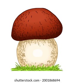 Mushroom boletus hand drawn vector illustration. Sketch food drawing isolated on white background. Fresh edible raw fungus. Organic natural forest food. Colored hand-drawn vector illustration 