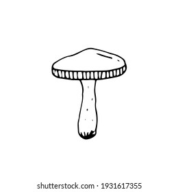 Mushroom. Boletus. Vector hand drawn doodle illustration. Black and white outline. Silhouette. Coloring.