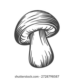 Mushroom botanical illustration with rounded cap and thick stem, drawn in detailed vintage engraving style. Fungal plant, forest mushroom, botanical engraving. Vector illustration.