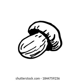 
Setas. Ilustración vectorial botánica. Planta de otoño dibujada a mano al estilo Doodle. Objeto aislado sobre un fondo blanco.