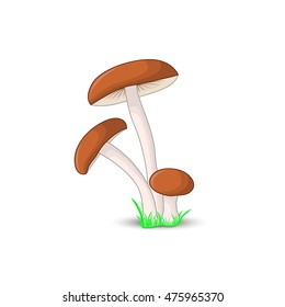 mushroom brown cap boletus surround isolated white background with grass