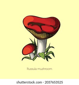 a mushroom with a brown cap can be eaten raw
