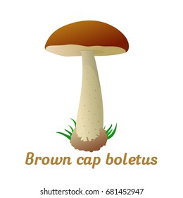 Mushroom brown cup boletus single object. Autumn, fallen leaves of trees, dry grass. Mushroom badges, labels, brochures, business templates. Vector illustration isolated on white background