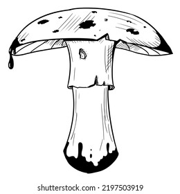 Pilz mit einer Kappe mit giftigen Punkten. Vektorgrafik einzeln auf weißem Hintergrund. Handgezeichnet.