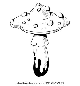 Mushroom with a cap with poisonous dots. Vector illustration isolated on a white background. Hand-drawn style.