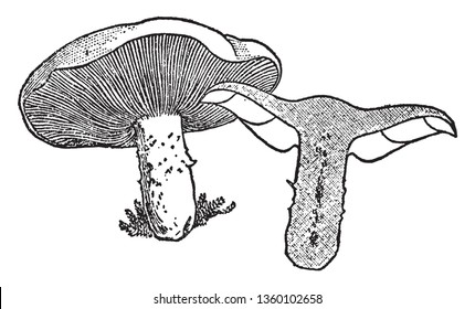   mushroom the cap is thick and broad.  vintage line drawing or engraving illustration.