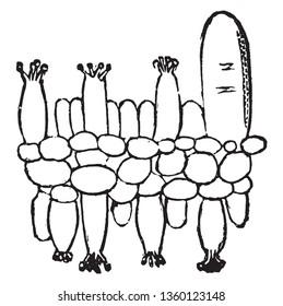 mushroom cell is generally irregular in shape,The gills may be thin and broad , there is singular basidium, and gills underside on cap, vintage line drawing or engraving illustration.