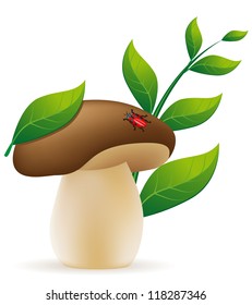 mushroom cep vector illustration isolated on white background