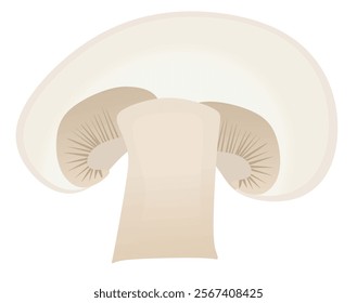 Mushroom champignon on white background. vector 