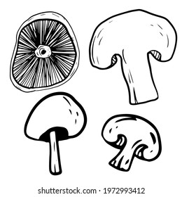 Mushroom champignons set in doodle style on isolated white background. Collection of forest edible and poisonous mushrooms. Vector illustration.