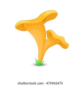 mushroom chanterell surround isolated on white background with grass