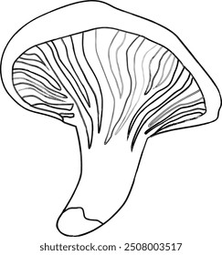 Mushroom chanterelle doodle design banner.