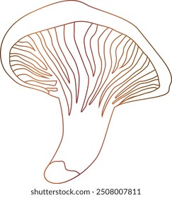 
Mushroom chanterelle drawing banner design.