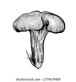 Mushroom chanterelle. Forest autumn mushrooms chanterelles. Hand drawn vector illustration