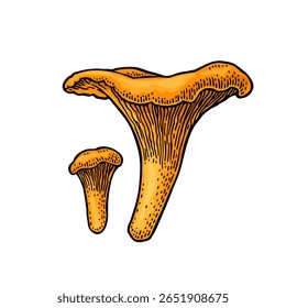 Mushroom chanterelle. Vintage color vector engraving illustration isolated on white. Hand drawn design element