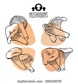  Mushroom, chanterelles. Small yellow edible mushroom.Vector set