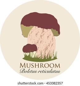 Mushroom Collection. Boletus Reticulatus mushroom.