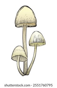 Mushroom in color vintage style. Hand drawn and isolated on monochrome background. Perfect for vintage or magical designs. Vector illustration.