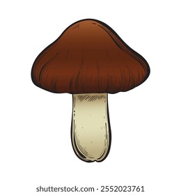 Mushroom in color vintage style. Hand drawn and isolated on monochrome background. Perfect for vintage or magical designs. Vector illustration.