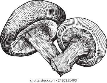 Mushroom with detailed engraving style