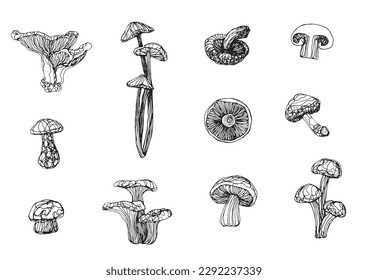 Mushroom doodle clipart isolate on white background, hand drawing Mushroom vector continue line, stylize fungi illustration for graphic element, ink sketching style vector icon